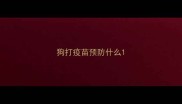 狗打疫苗预防什么