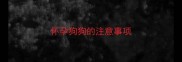 怀孕狗狗的注意事项