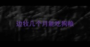 边牧几个月能吃狗粮