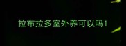拉布拉多室外养可以吗