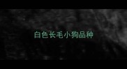 白色长毛小狗品种
