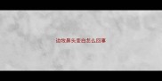 边牧鼻头变白怎么回事