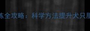 拉布拉多敏捷训练全攻略科学方法提升犬只服从性与运动能力