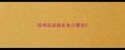 拉布拉多能长多少厘米