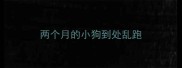 两个月的小狗到处乱跑