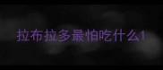 拉布拉多最怕吃什么
