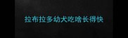 拉布拉多幼犬吃啥长得快