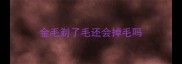 金毛剃了毛还会掉毛吗