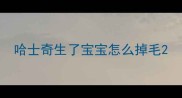 哈士奇生了宝宝怎么掉毛