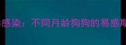幼犬细小病毒感染不同月龄狗狗的易感期与预防指南