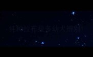 纯种拉布拉多幼犬辨别