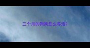 三个月的狗狗怎么养活