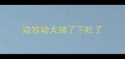 边牧幼犬抽了下吐了