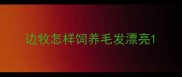 边牧怎样饲养毛发漂亮