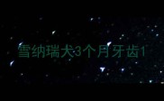 雪纳瑞犬3个月牙齿