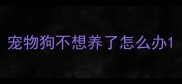 宠物狗不想养了怎么办