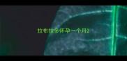 拉布拉多怀孕一个月