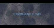 小狗的胡须有什么作用