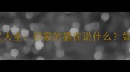 猫咪不同叫声的含义大全你家的猫在说什么如何科学解读与应对