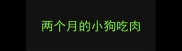 两个月的小狗吃肉