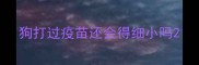 狗打过疫苗还会得细小吗