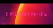 如何自己给小狗打疫苗