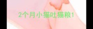2个月小猫吐猫粮