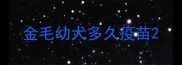 金毛幼犬多久疫苗