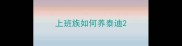 上班族如何养泰迪