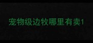 宠物级边牧哪里有卖