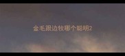 金毛跟边牧哪个聪明