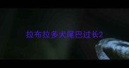 拉布拉多犬尾巴过长