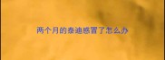两个月的泰迪感冒了怎么办