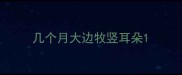 几个月大边牧竖耳朵