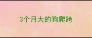 3个月大的狗爬跨
