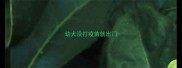 幼犬没打疫苗就出门