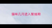 猫咪几月进入繁殖期