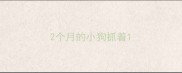 2个月的小狗抓着