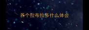 养个拉布拉多什么体会