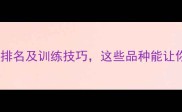 全球最聪明狗狗智商排名及训练技巧这些品种能让你家毛孩秒变神犬