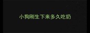 小狗刚生下来多久吃奶