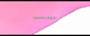边牧冠军公还是母