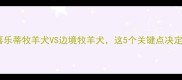 如何选择喜乐蒂牧羊犬VS边境牧羊犬这5个关键点决定你养哪一种