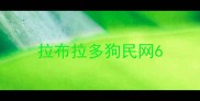 拉布拉多狗民网6