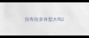拉布拉多体型大吗