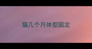 猫几个月体型固定