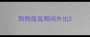 狗狗疫苗期间外出
