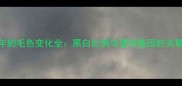 边牧从幼年到成年的毛色变化全黑白比例与遗传基因的关联及科学养护指南