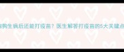 狗狗生病后还能打疫苗医生解答打疫苗的5大关键点