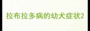 拉布拉多病的幼犬症状
